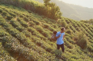臺灣藍鵲茶茶農林文王，因為茶田真的太遠了，故取名為「遠在天邊茶園」。（照片：臺灣藍鵲茶提供）