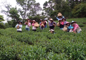 臺灣藍鵲茶辦理的茶學體驗，採完茶後學員還需揉茶、製茶，帶著親手製成的茶葉回家。學員等待烘茶時，茶農會領著學員在茶園周邊進行環境教育了解茶園生態。（照片：臺灣藍鵲茶提供）